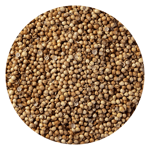 Coriander Seed Organic