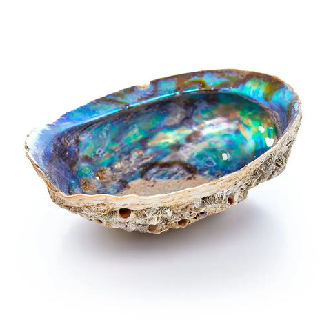 Abalone Shell (for Smudge Sticks)