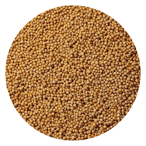 Yellow Mustard Seed Whole Organic